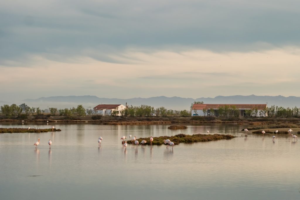 ALBUFERA 5